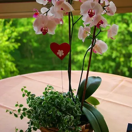 Hotel L'hostellerie Le Turckheim Croix D'or Trois-Épis